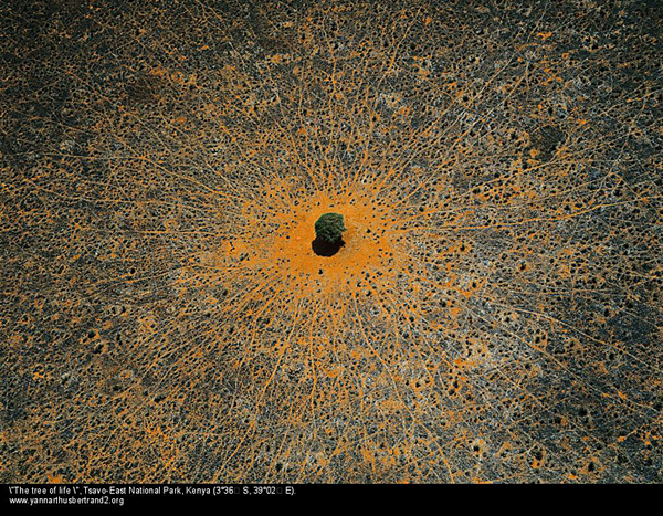 karrierepfade-yann-arthus-bertrand-tree-kenya-karriere-wege